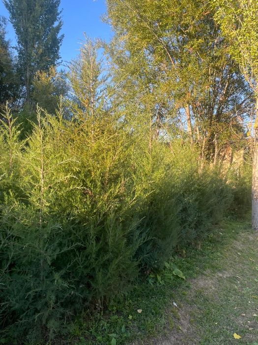 Мажавиник ёлка в огороде