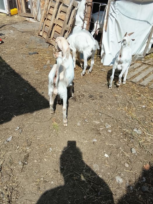 Продам козликов на племя.