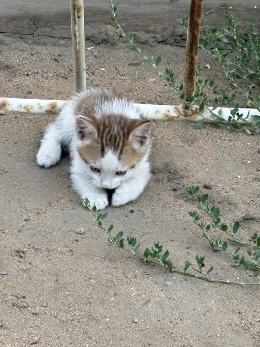 Отдам котят в хорошие руки