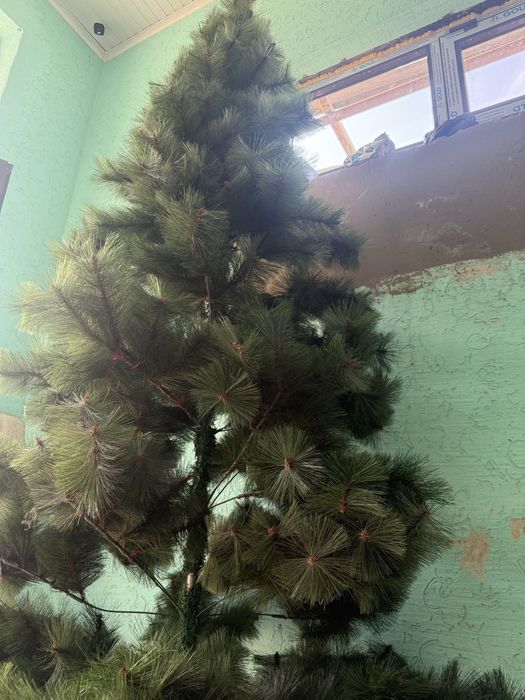 Продам елку не дорого