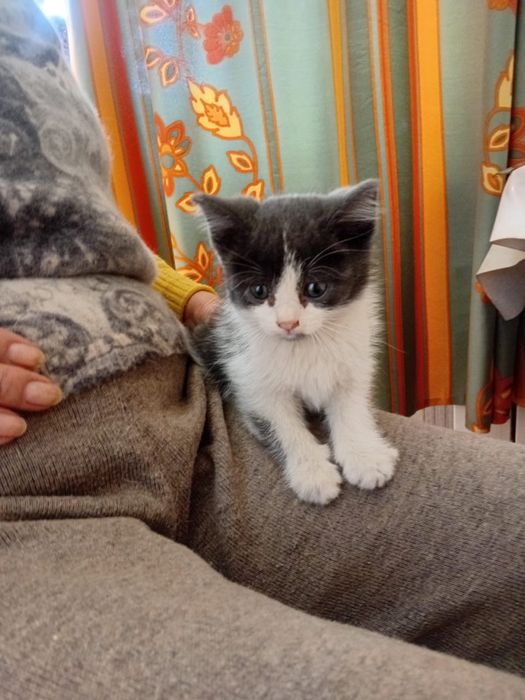 Отдам милых котеек