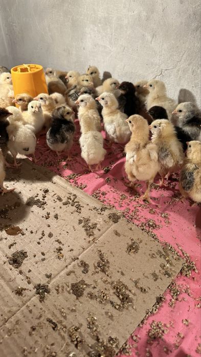 Продам цыплят: суточных, недельных