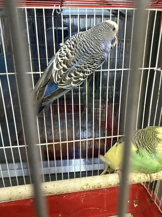 Продается попугай срочно продам