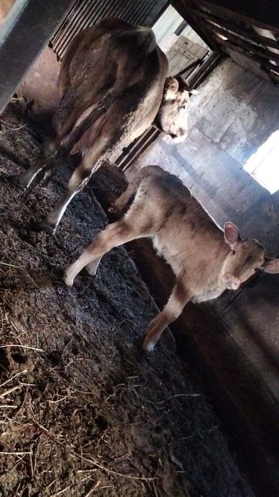 Вынужденый забой