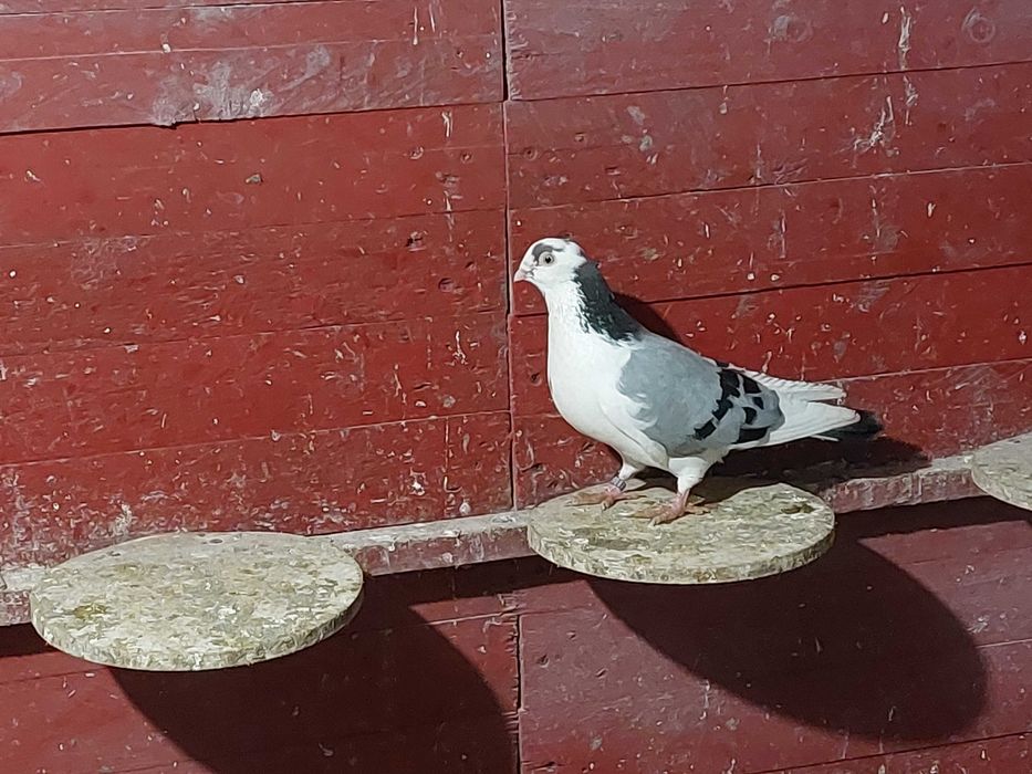 De vânzare Galateni