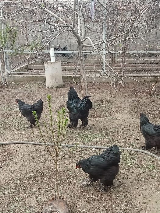 Яйца кур чистой черной Брамы