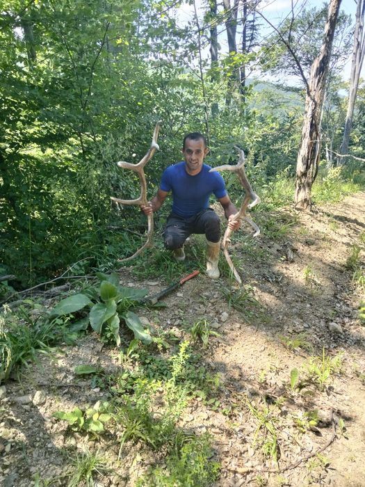 Cornel de cerb de 6 ani