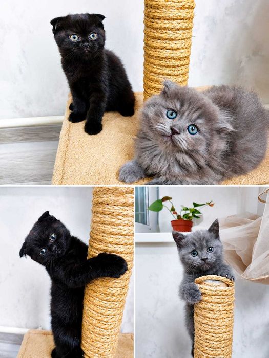 Продам британских котят