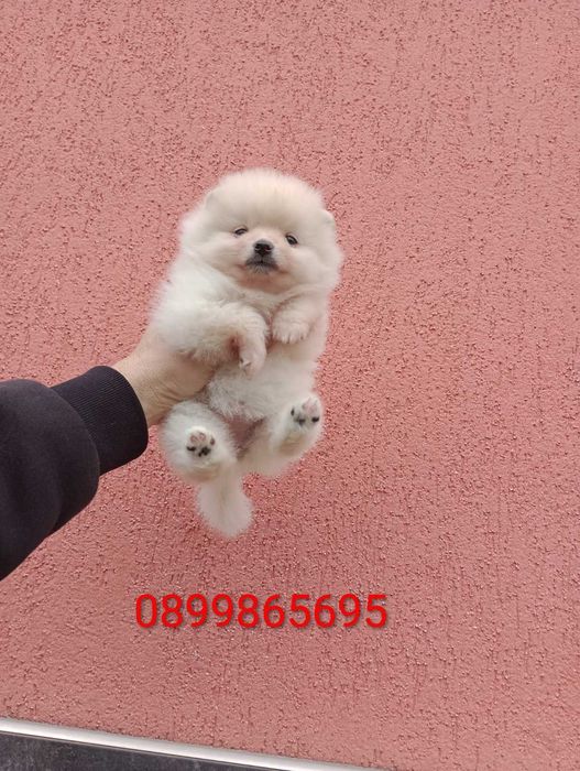 Женски  Померани