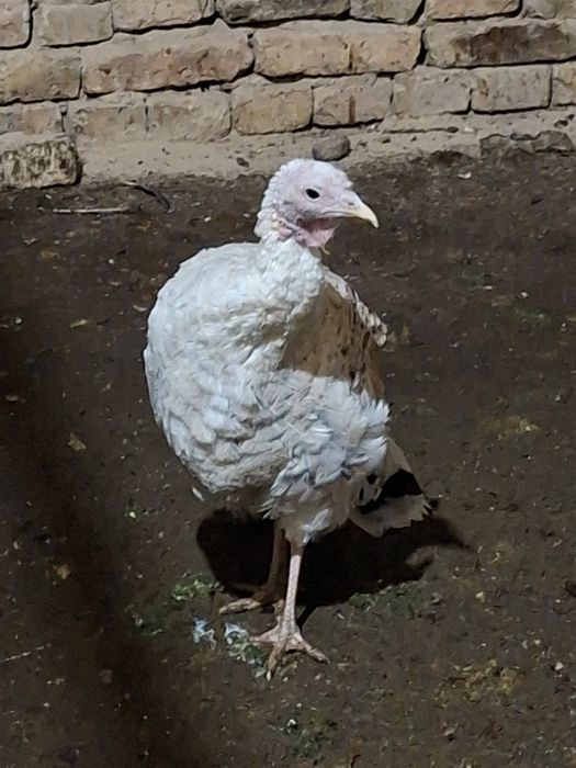 Indyuk kurka sotiladi sog'lom