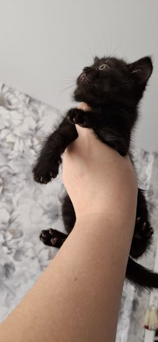 Девочка скоттиш страйт