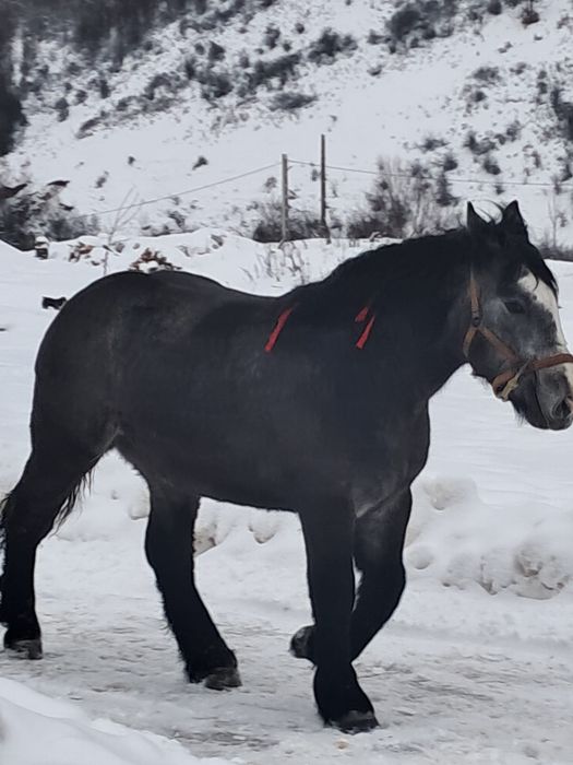 Vând mânză poloneză