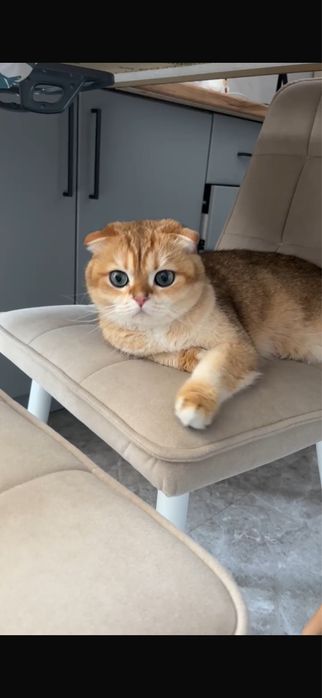 Ищем новый дом коту