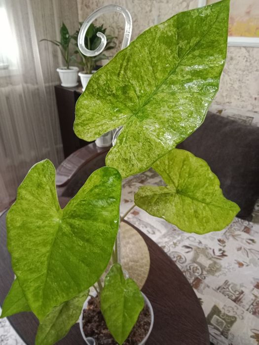 Алаказия макрориза