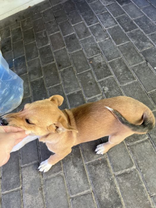 Отдам щенка