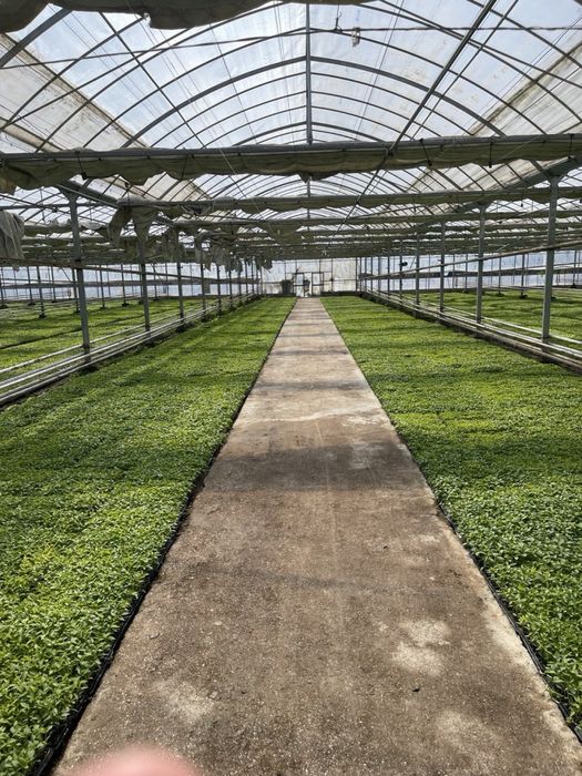 Теплица 2 Гектар ижарага берамиз ёки сотилади 5 йилда булиб тулаш