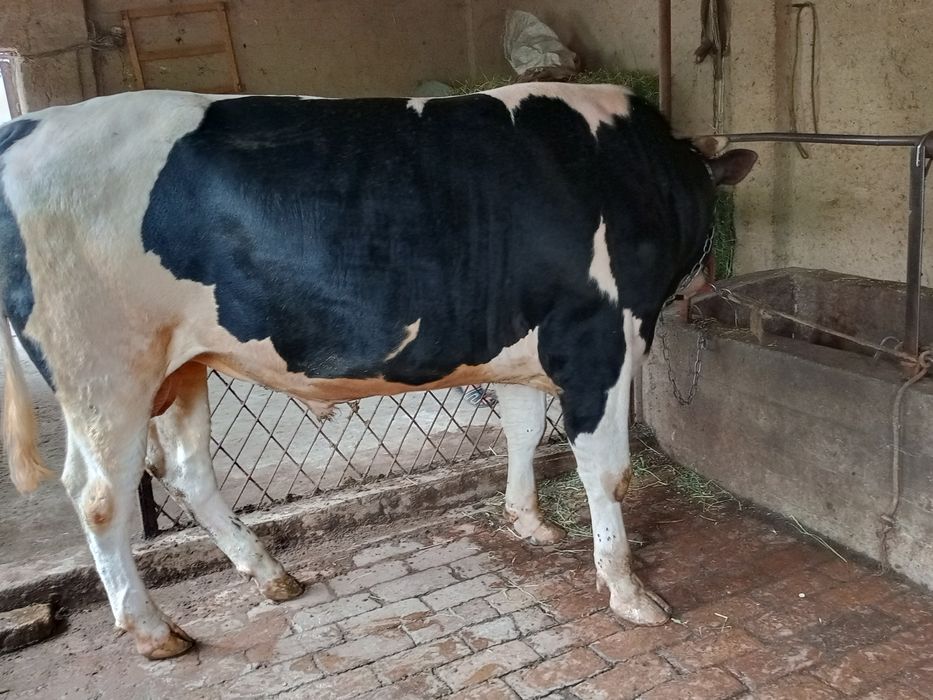 Buqa sotiladi 1.5yow