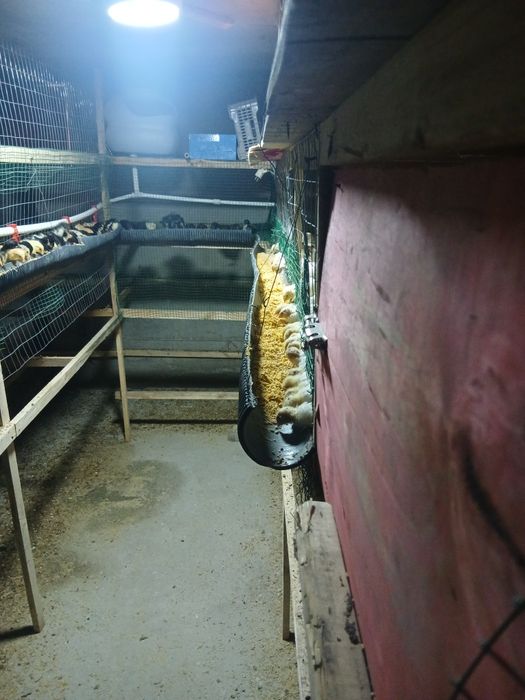 Жужалар сотилади