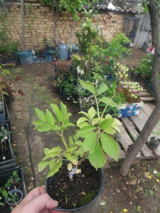 Бъз - Бял   Разсад