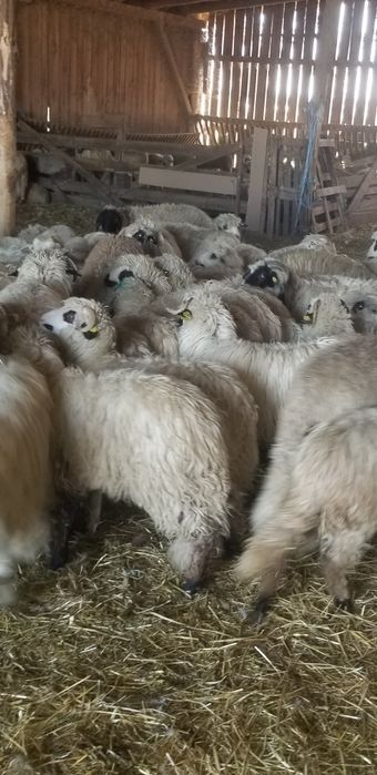 Vand 200 miei medie 28kg