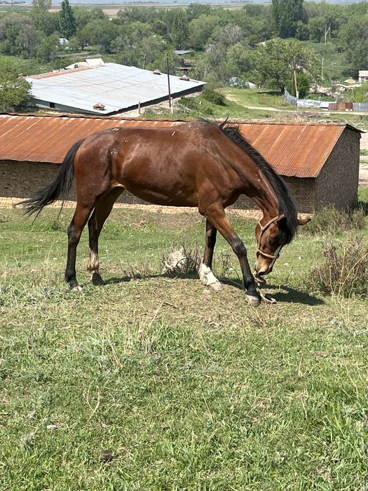 Продаётся отличная кобыла бие с тайчиком