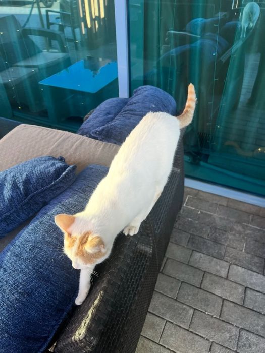 Котенок ищет дом