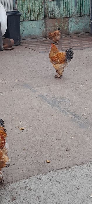 Vor să  plece 4 cocoși brahma lemon și columbia