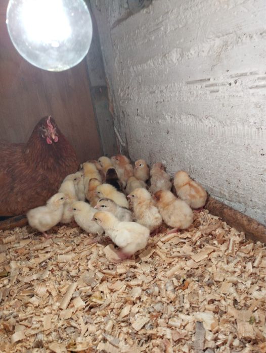 Наседка с цыплятами