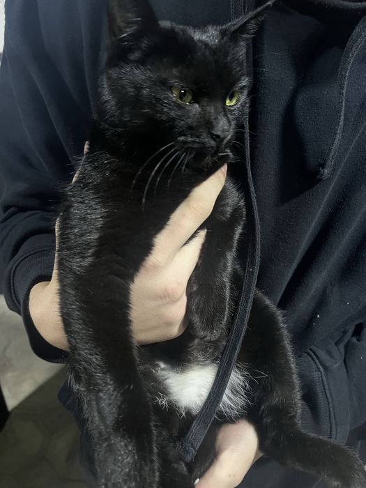 Отдам кошку в хорошие руки