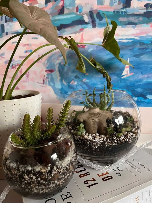 Terrarii suculente