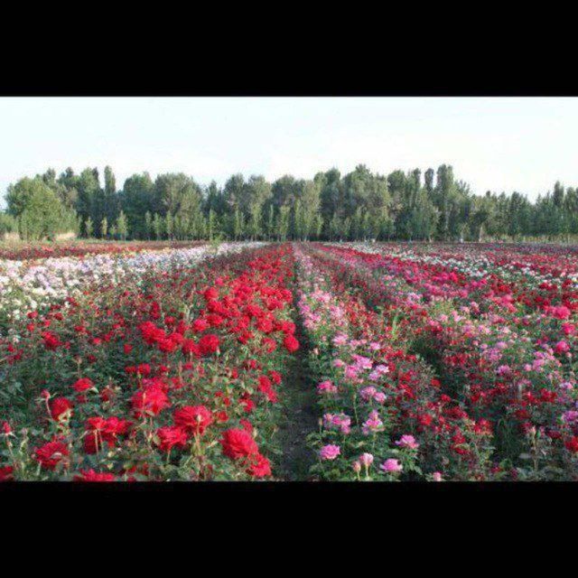 Atirgul koʻchatlari