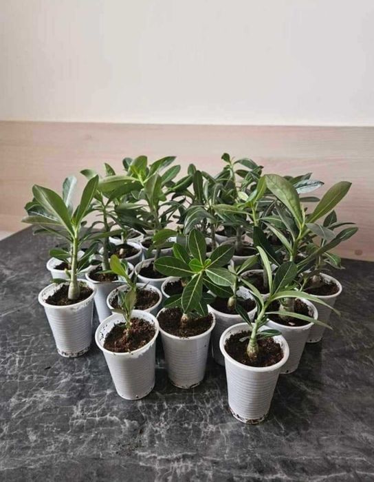 Adenium Trandafirul Desertului