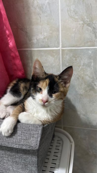 Котенок в добрые руки