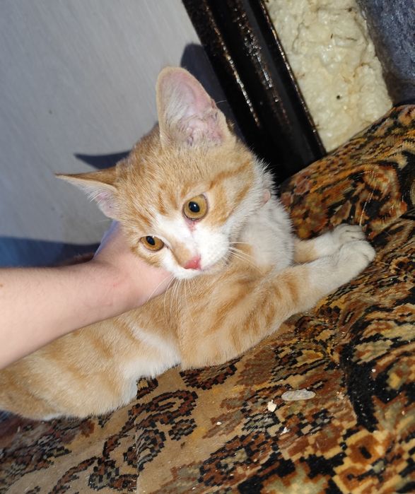 Котенок (девочка) в добрые руки.