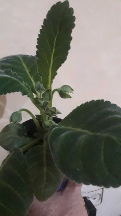 Комнатные цветы.