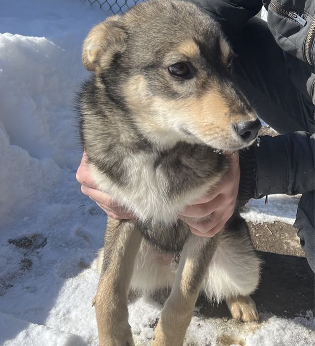 Щенок в добрые руки