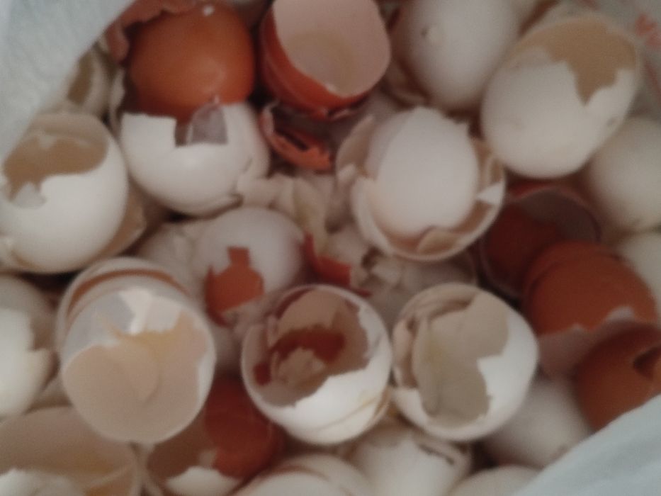 Яичная скорлупа .