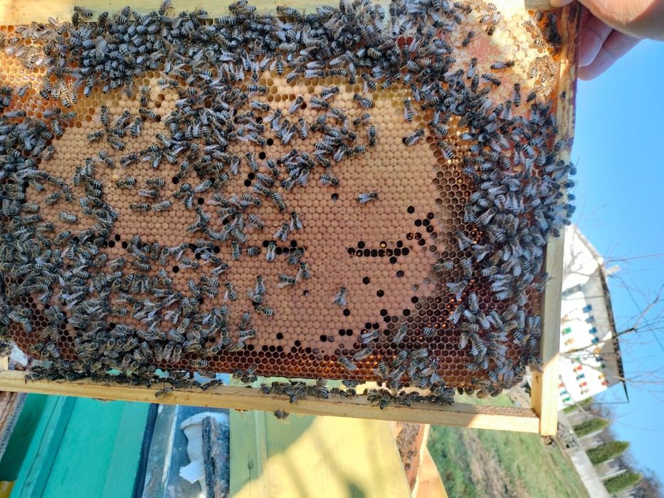 Vand familii de albine