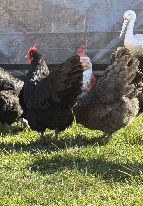 Australorp Negru Albastru Splash