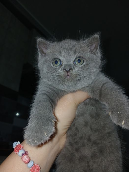 Котятки ищут новый дом