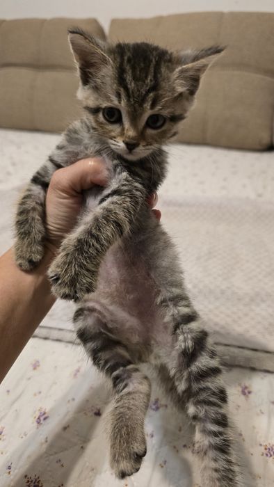 Котята надёжным хозяевам