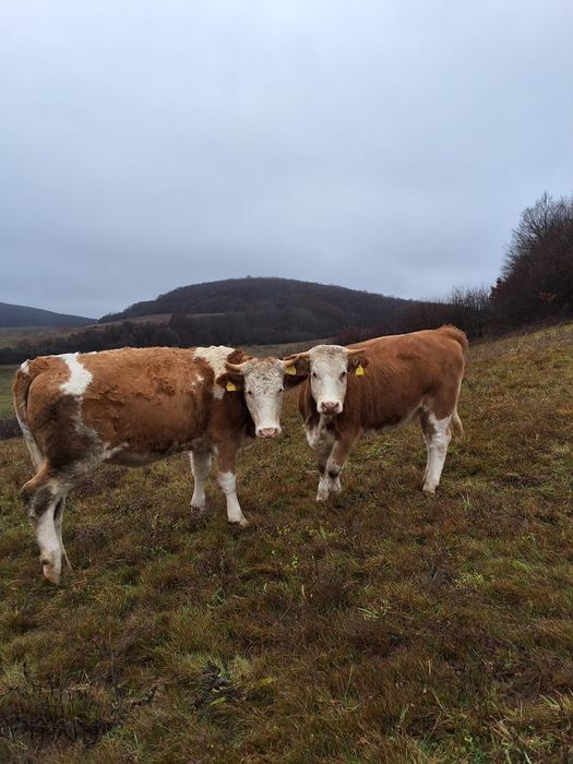 Vand doua juninci gestante si un tauras