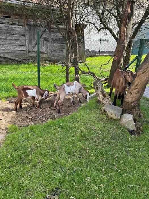 Capre anglo-nubiene rasa pura