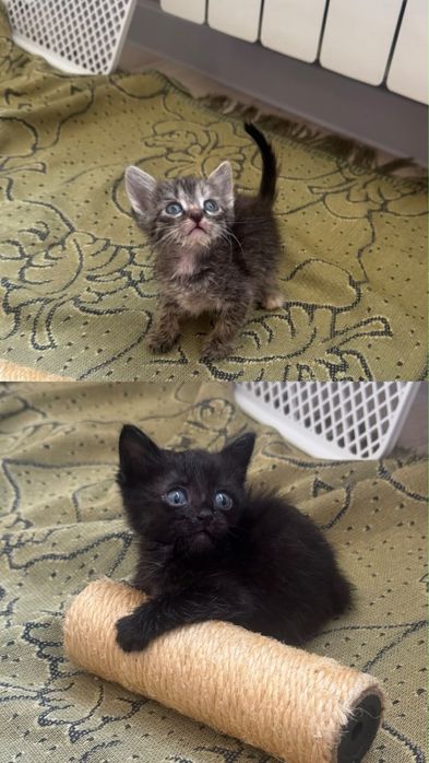 Отдаем котят в г Актау