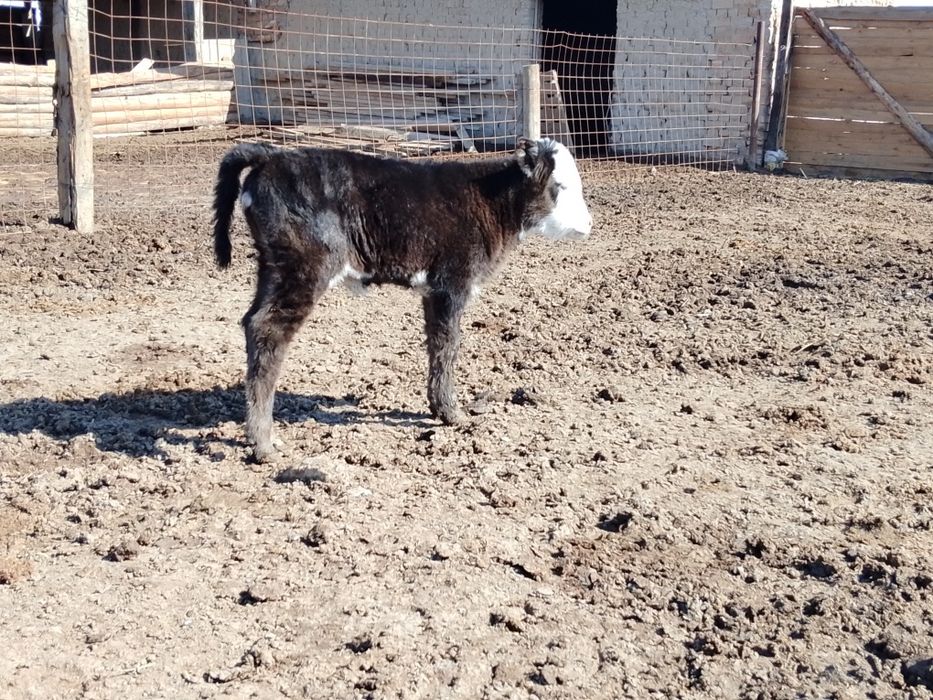 Бузаулы сиыр сатылады