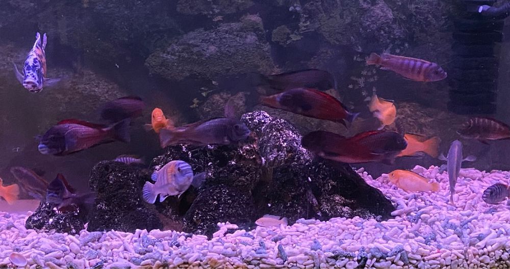 Цикхлиды в продаже.