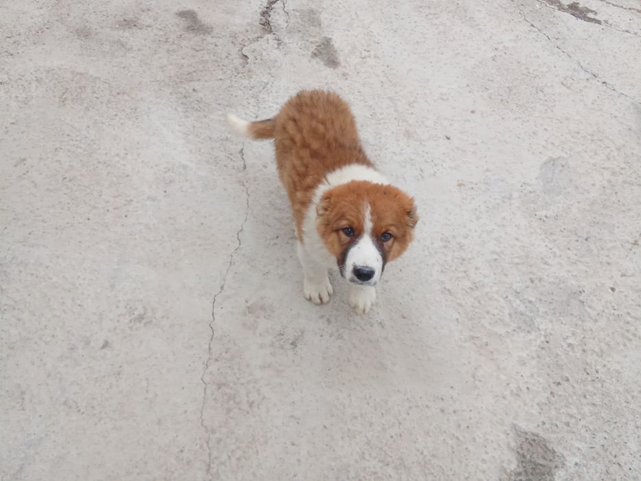 Тараз қаласы продаётся щенок Алабая