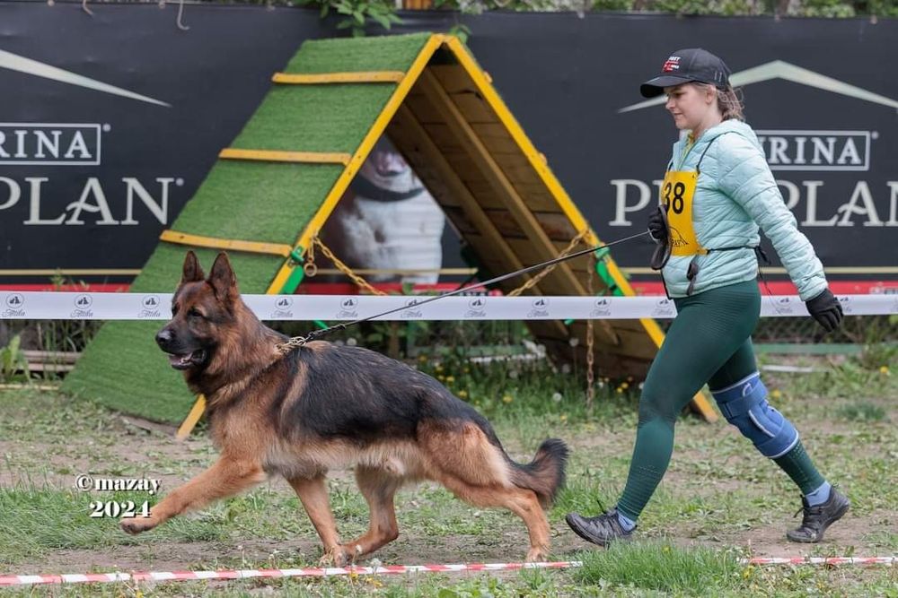 Немецкая овчарка, питомник.