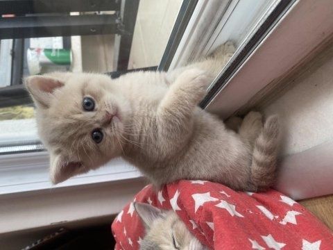 Кремовые Британские котята
