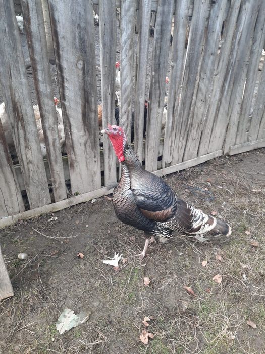 Curcani Maronii si Negri